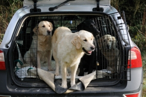 dogs_in_back_of_car_header